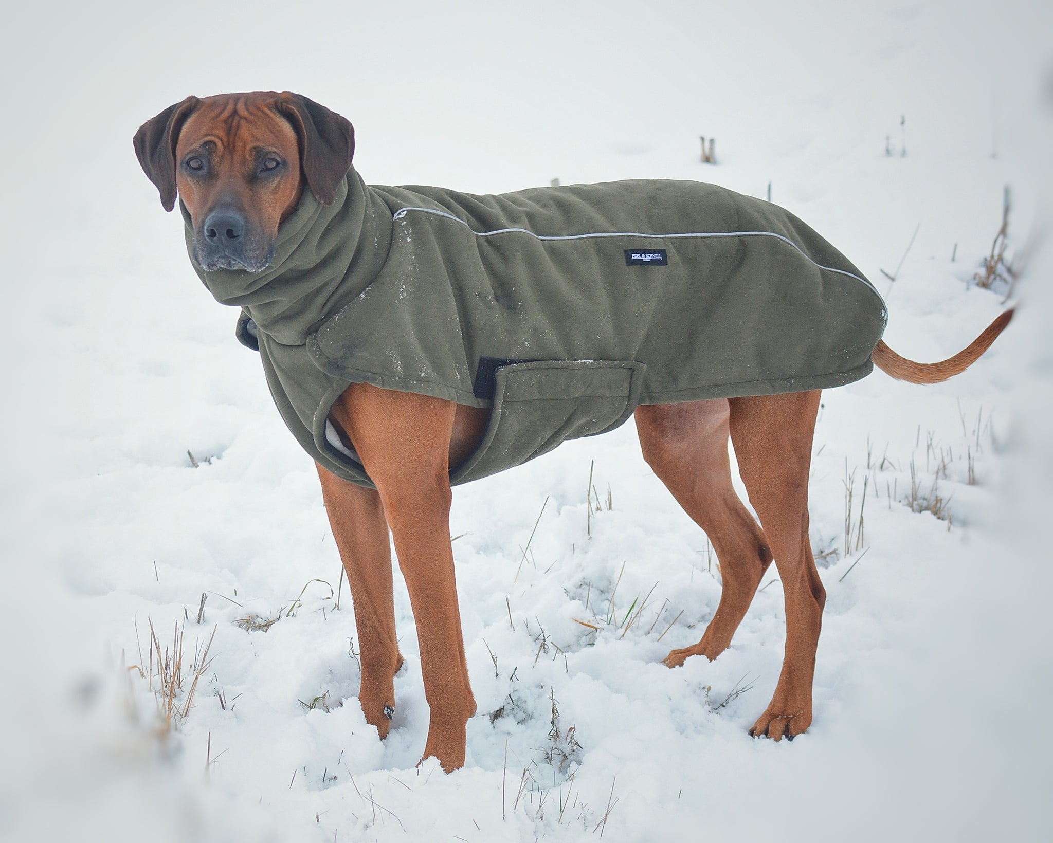 IBuddy Wintermantel Für Kleine Hunde - Wasserdicht, Winddicht, Mit Fleecefutter & Reflektierenden Streifen, Verstellbar