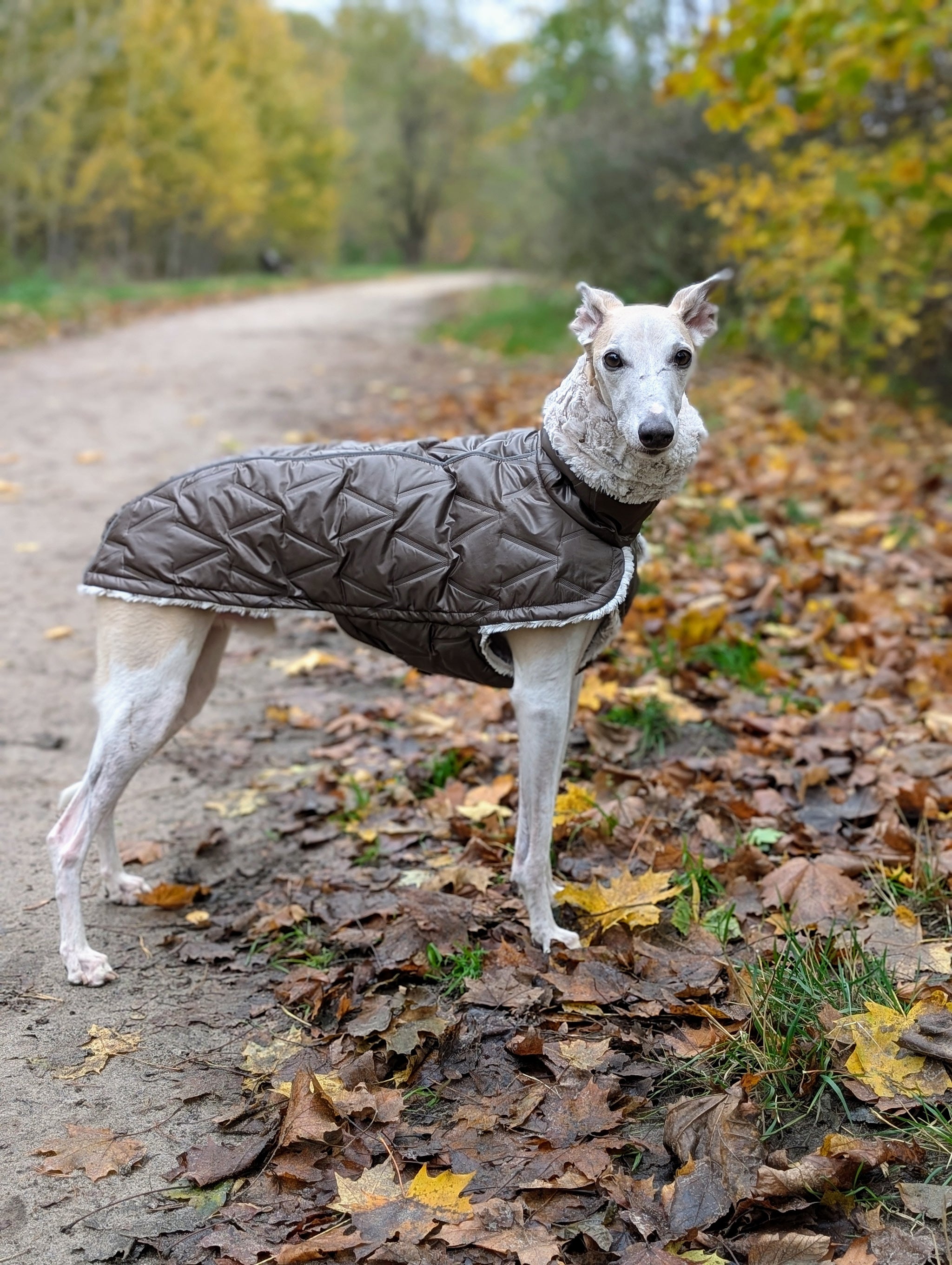 Hundemantel für Windhunde