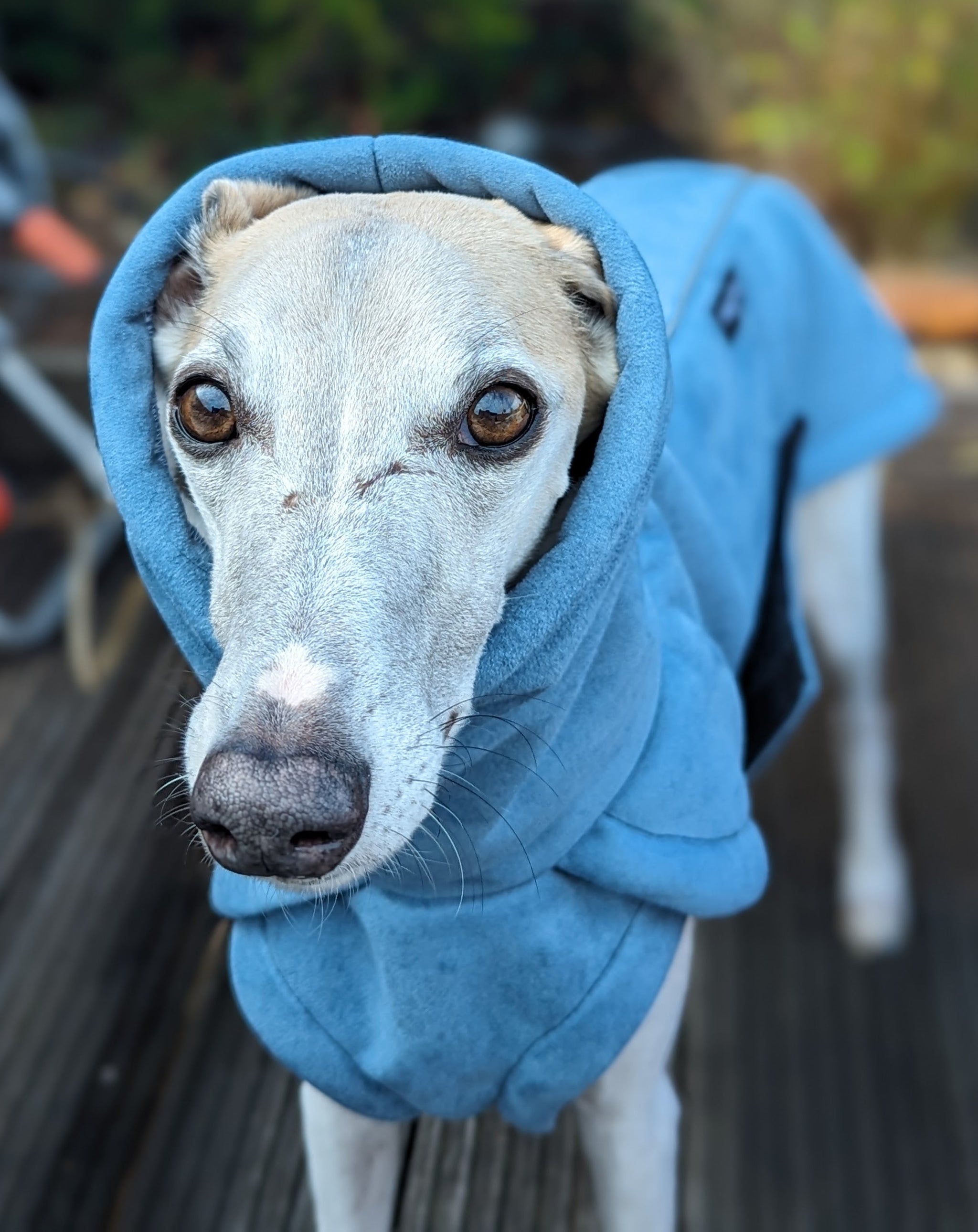 Greyhound coats ireland best sale